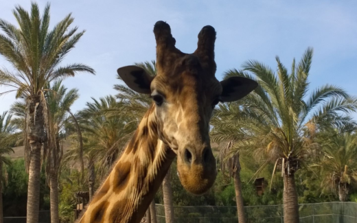 10.02.2016 – Castillo Caleta de Fuste – Oasis Park