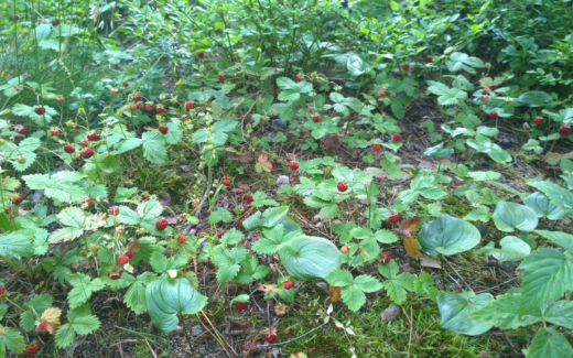 15.07.2015 – Sandö – Kimito