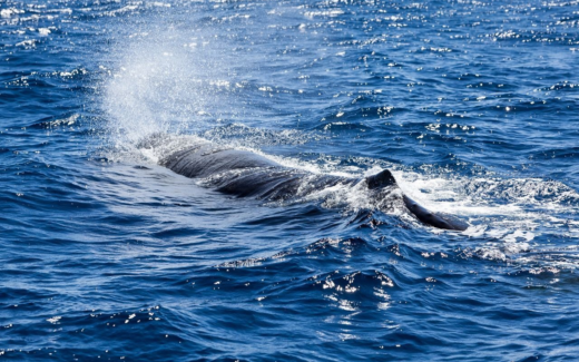 17.02.2015 – The Lime – St. George und im Kraribischen Meer