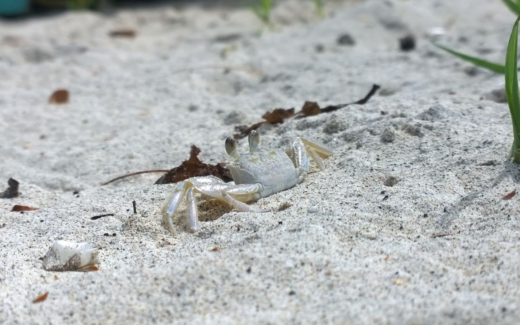 09.02.2015 – The Lime