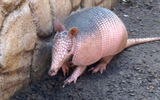 10.02.2015 – The Lime – Saint Andrew – Cabier Ocean Lodge