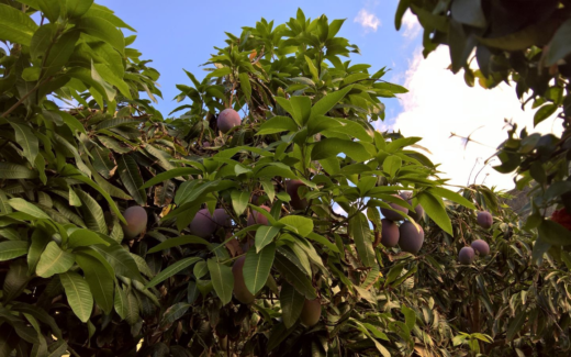 02.10.2016 – Calheta – Jardim do mar – Paul do mar