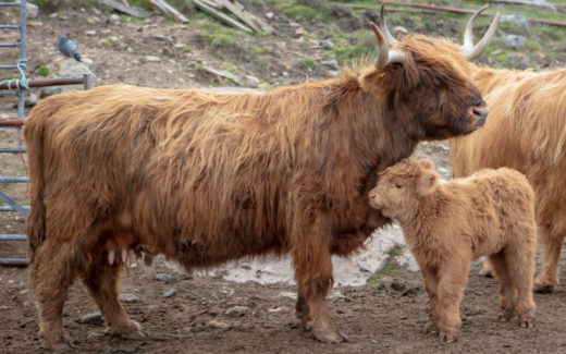 23.05.2019 – HUISINGAS (Harris) – SHAWBOST (LEWIS)