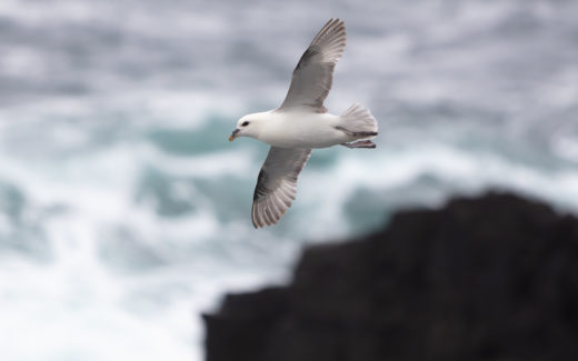 24.05.2019 – SHAWBOST – Stornoway (LEWIS)