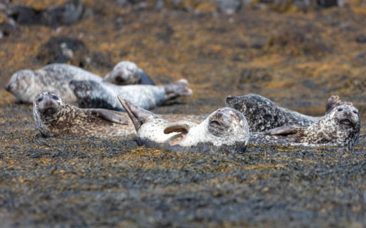 27.05.2019 – Dunvegan (Skye) – Rosemarkie