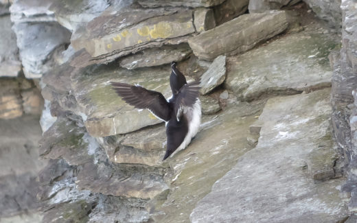 30.05.2019 – KIRKWALL – Birsay – Ring von Brodgar – Kirkwall