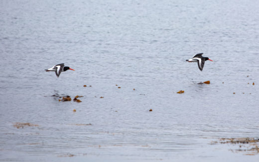 02.06.2019 – Skeld (Shettland)