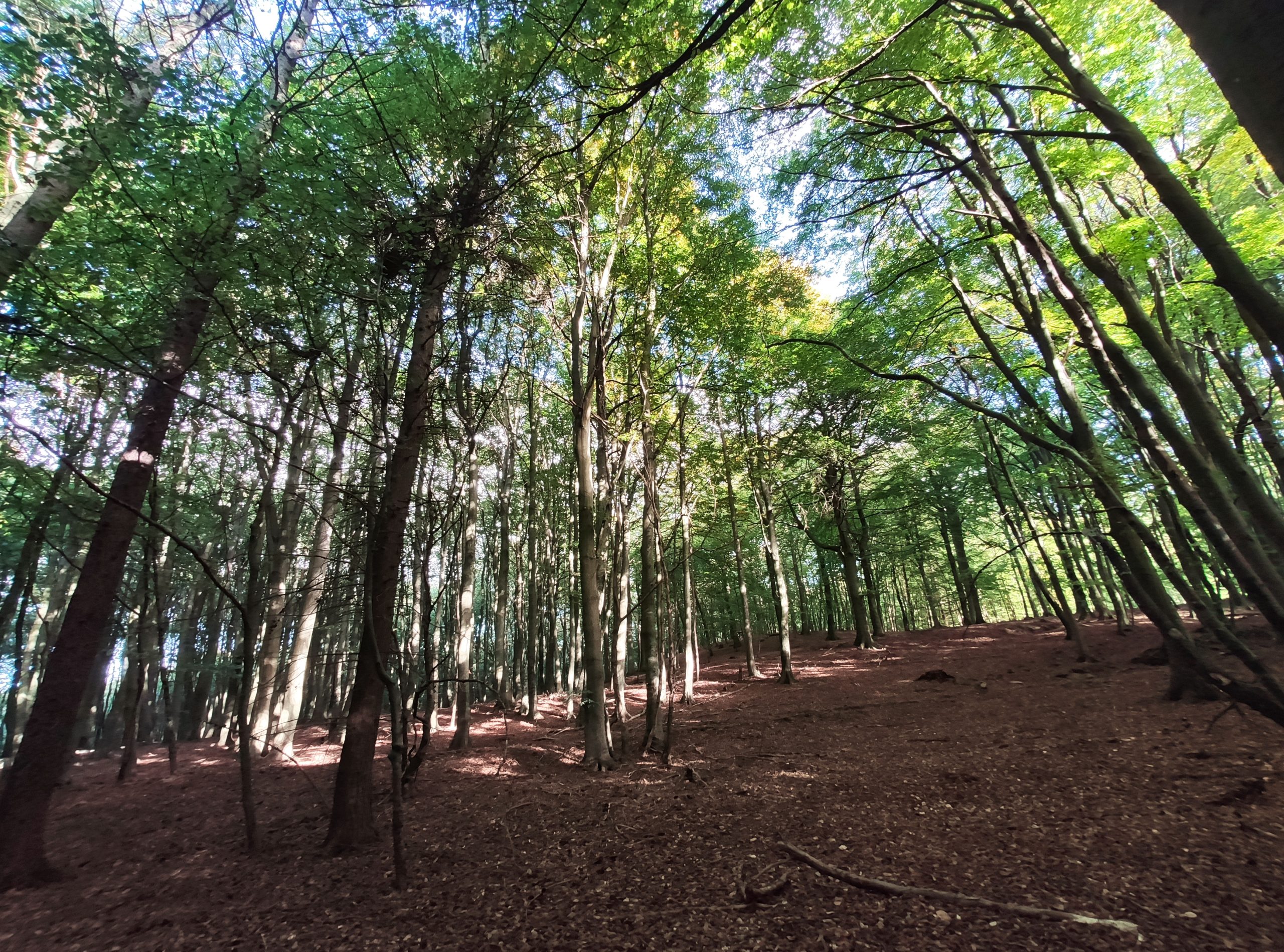 19.10.2020 – Mukran, Nationalpark Jasmund, Baumwipfelpfad