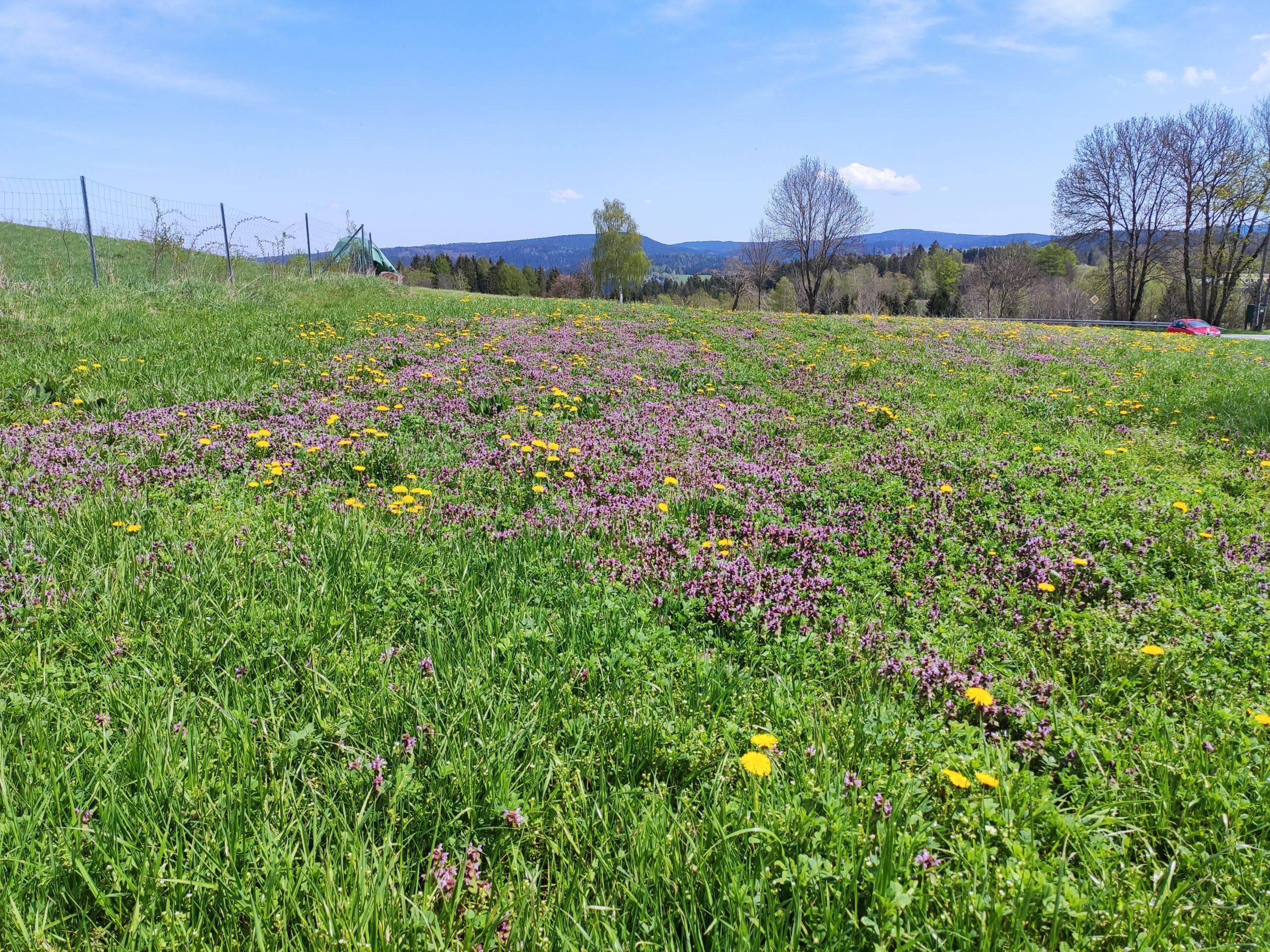 11.05.2021 – Zwischen großer Bockau, Wolfsgrün, Eibenstock und dem Blauenthaler Wasserfall