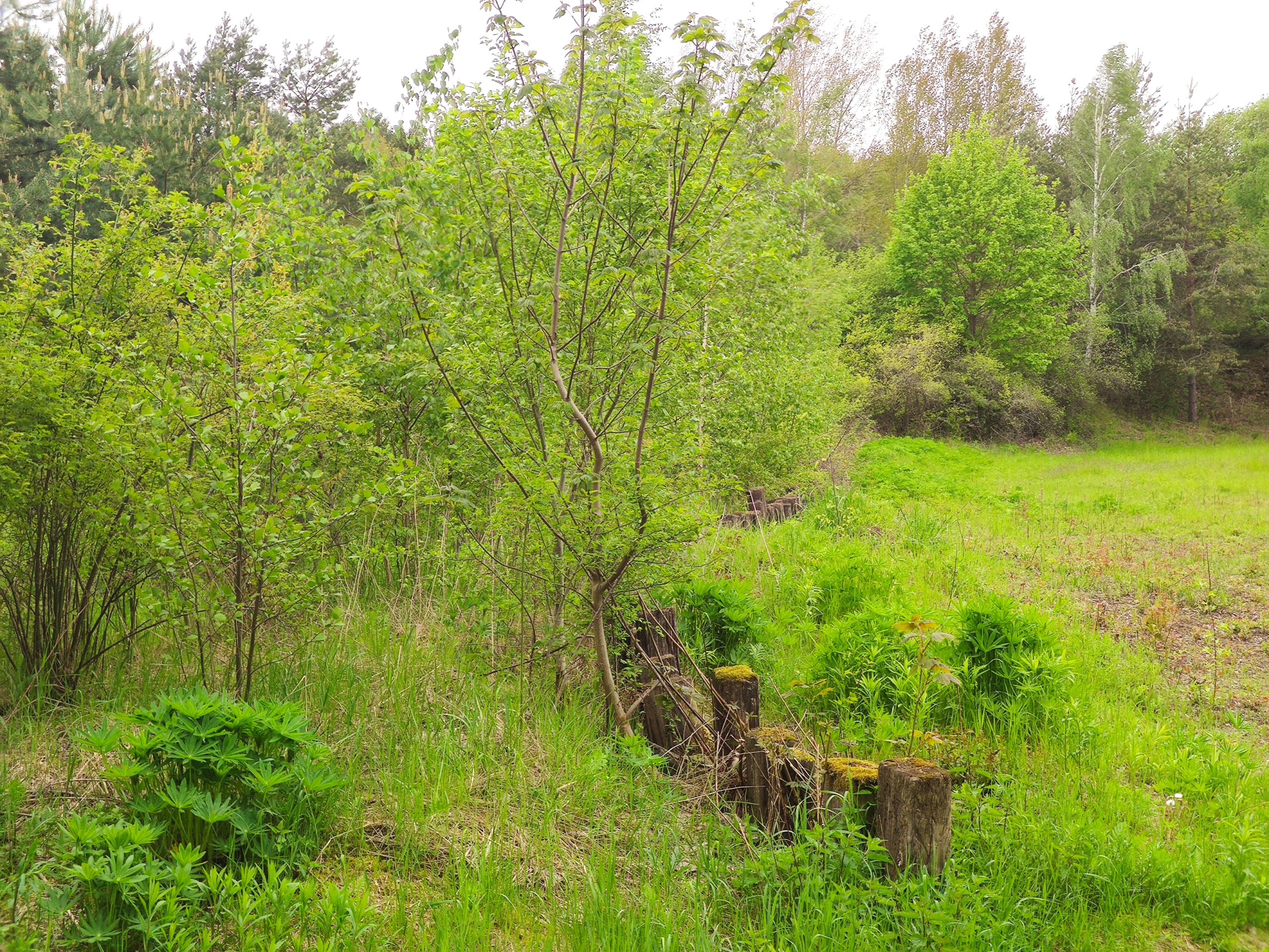 21.05.2021 – Um Waldenburg (Sachs), zwischen Schanzen, altem Tagebau und fürstlichen Parkanlagen