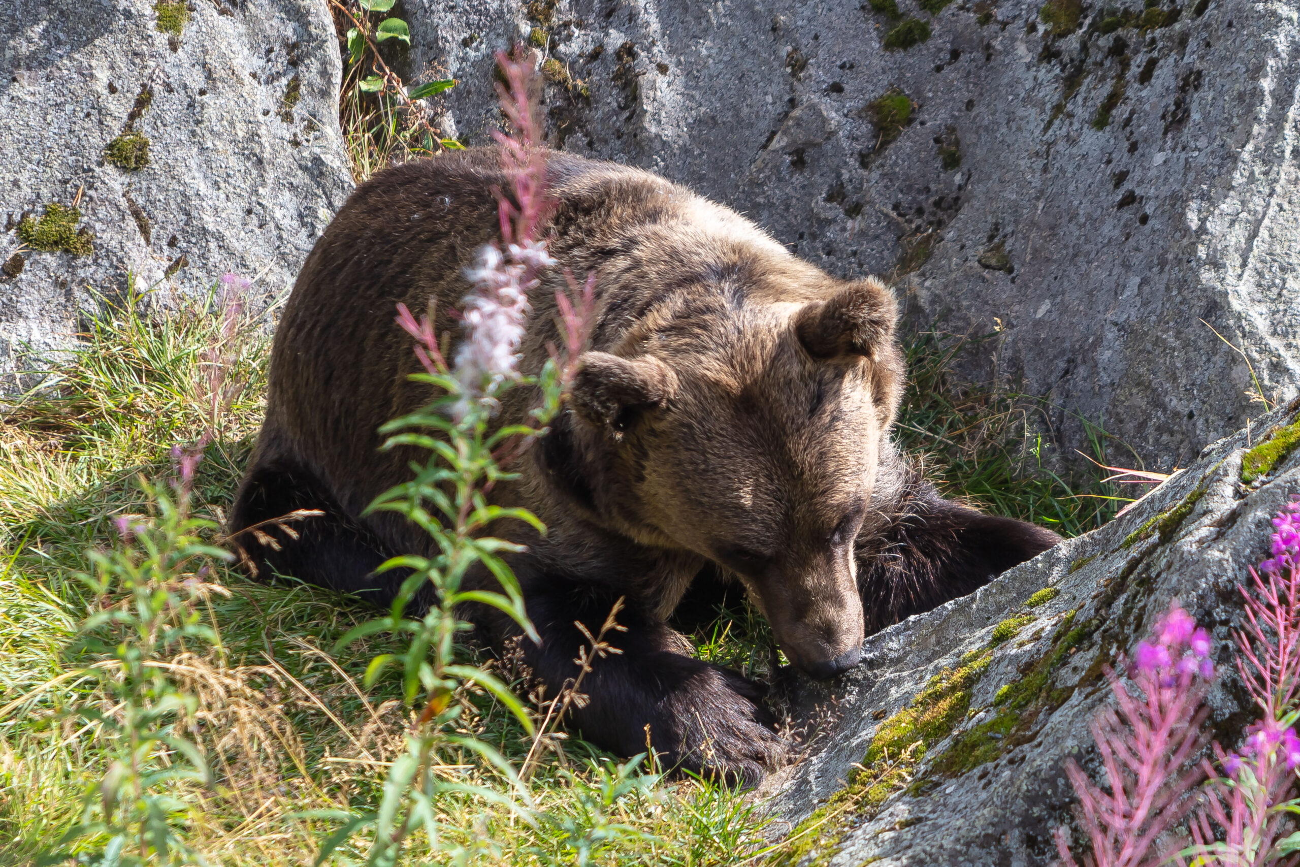 05.08.2021 – Ranua (Lappland)