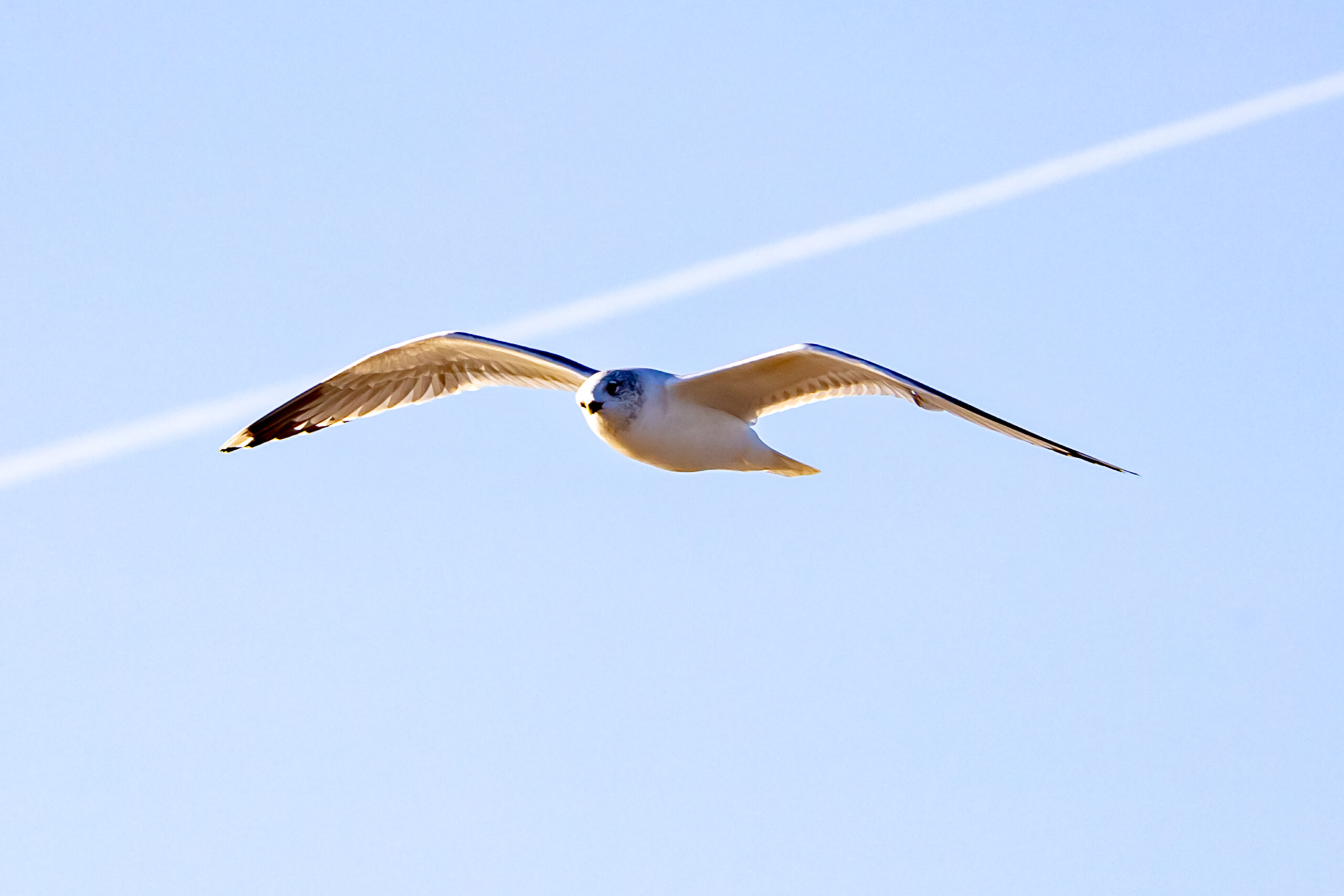 25.10.2021 – St. Peter – Ording