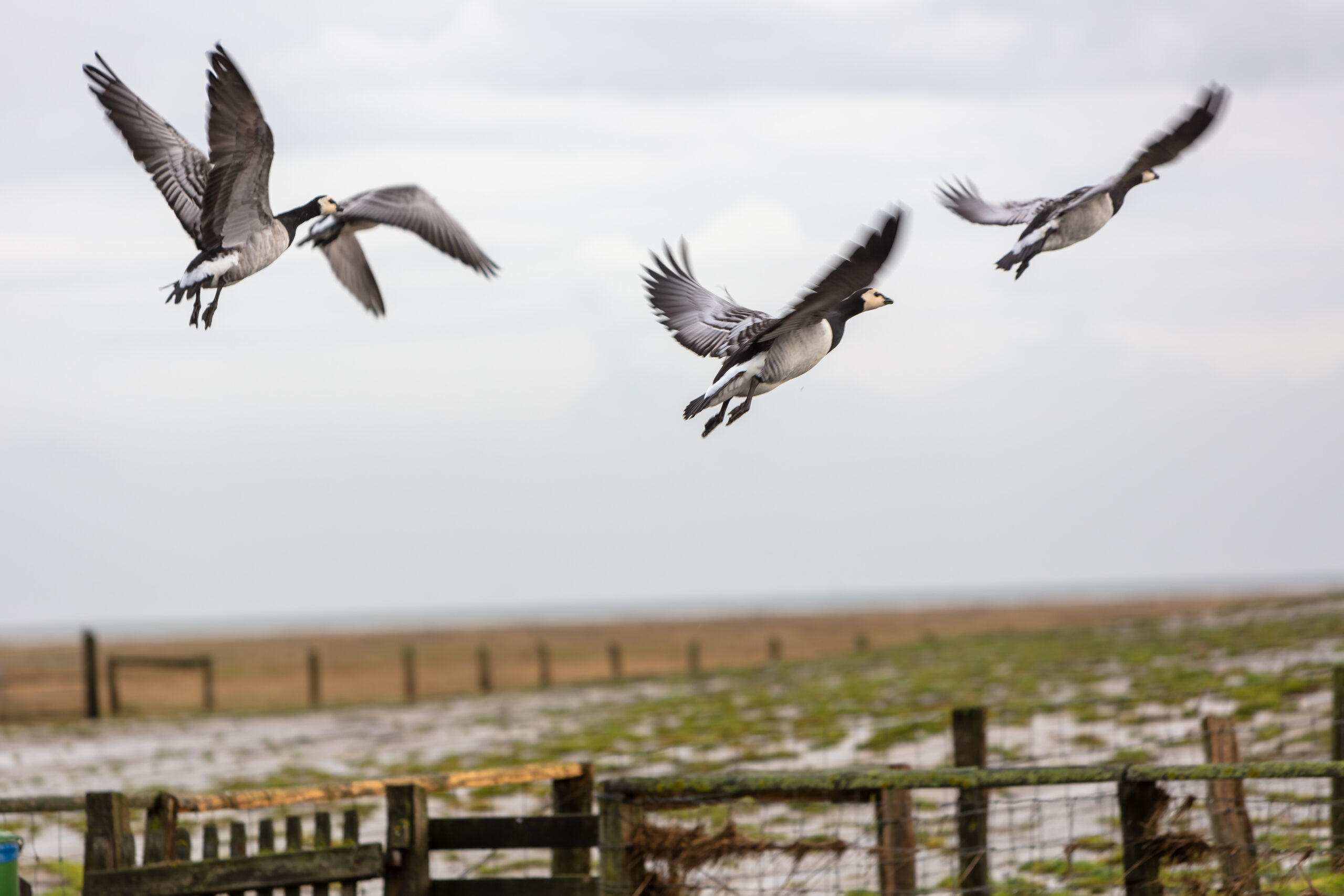 26.10.2021 – Insel Nordstrand – Hattstedter Koog – Hamburg Hallig