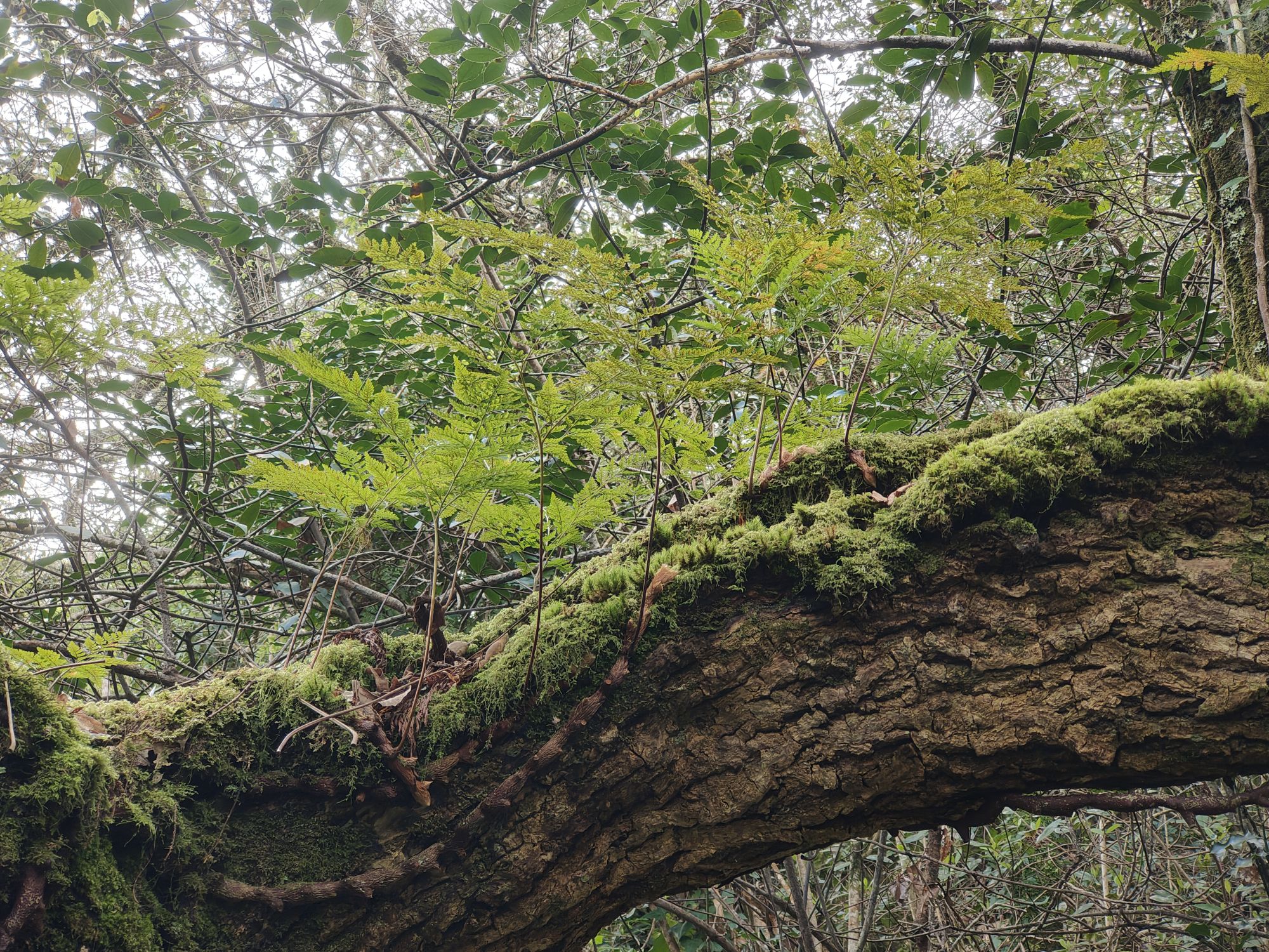 17.02.2024 – Colares, Palácio Nacional da Pena